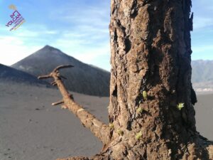 pino canario resistente volcanes