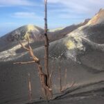 pino canario en cumbre vieja