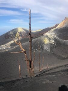 pino canario en cumbre vieja