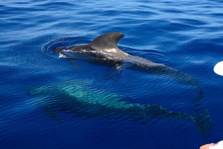 avistamiento delfines la palma