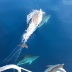 delfines la palma excursiones