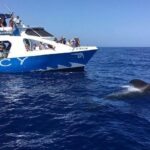 excursiones delfines la palma fancy